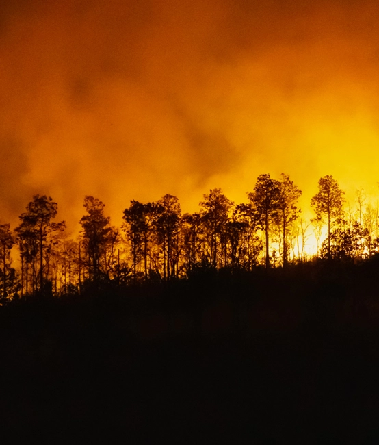Lösung für ein System zur Erkennung von Waldbränden